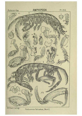 Reproducción/Reproduction 6194968503: An account of the Crustacea of Norway. v.1 Amphipoda (plates) Christiania,A. Cammermeyer,1895-1928
