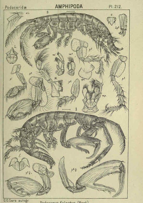 Reproducción/Reproduction 6194968503: An account of the Crustacea of Norway. v.1 Amphipoda (plates) Christiania,A. Cammermeyer,1895-1928