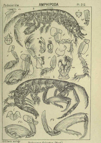 Reproducción/Reproduction 6194968503: An account of the Crustacea of Norway. v.1 Amphipoda (plates) Christiania,A. Cammermeyer,1895-1928