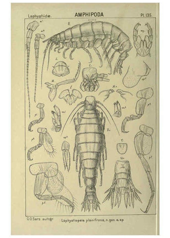 Reproducción/Reproduction 6195466134: An account of the Crustacea of Norway. v.1 Amphipoda (plates) Christiania,A. Cammermeyer,1895-1928
