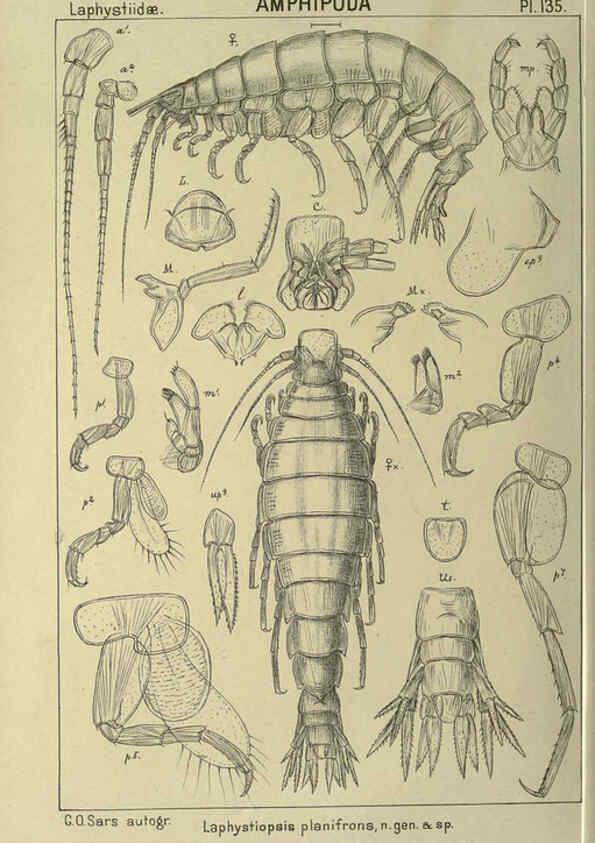 Reproducción/Reproduction 6195466134: An account of the Crustacea of Norway. v.1 Amphipoda (plates) Christiania,A. Cammermeyer,1895-1928