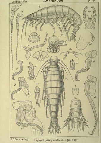 Reproducción/Reproduction 6195466134: An account of the Crustacea of Norway. v.1 Amphipoda (plates) Christiania,A. Cammermeyer,1895-1928