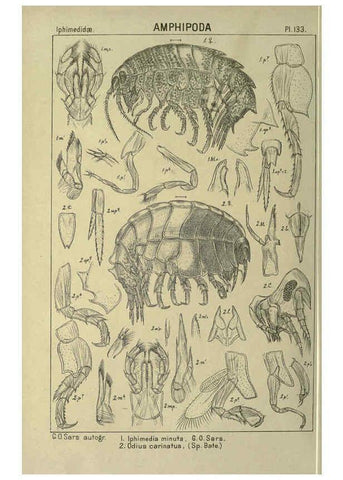 Reproducción/Reproduction 6195465650: An account of the Crustacea of Norway. v.1 Amphipoda (plates) Christiania,A. Cammermeyer,1895-1928