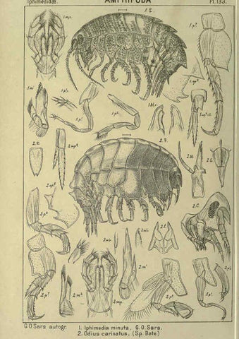 Reproducción/Reproduction 6195465650: An account of the Crustacea of Norway. v.1 Amphipoda (plates) Christiania,A. Cammermeyer,1895-1928