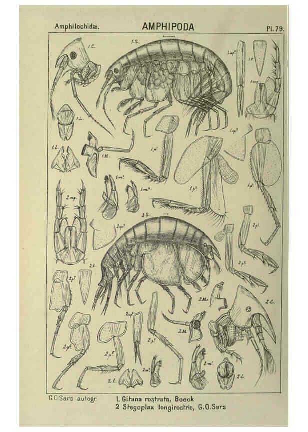Reproducción/Reproduction 6194937067: An account of the Crustacea of Norway. v.1 Amphipoda (plates) Christiania,A. Cammermeyer,1895-1928