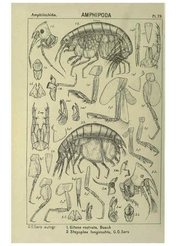Reproducción/Reproduction 6194937067: An account of the Crustacea of Norway. v.1 Amphipoda (plates) Christiania,A. Cammermeyer,1895-1928