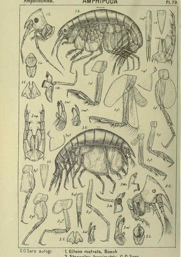 Reproducción/Reproduction 6194937067: An account of the Crustacea of Norway. v.1 Amphipoda (plates) Christiania,A. Cammermeyer,1895-1928