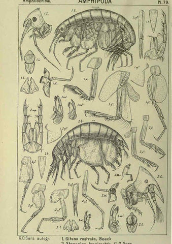 Reproducción/Reproduction 6194937067: An account of the Crustacea of Norway. v.1 Amphipoda (plates) Christiania,A. Cammermeyer,1895-1928