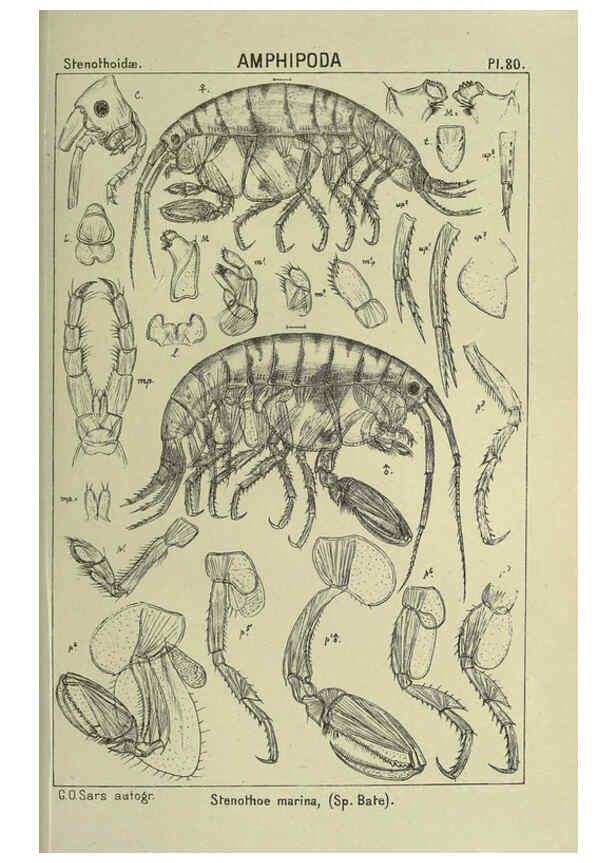 Reproducción/Reproduction 6194937251: An account of the Crustacea of Norway. v.1 Amphipoda (plates) Christiania,A. Cammermeyer,1895-1928
