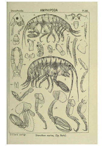 Reproducción/Reproduction 6194937251: An account of the Crustacea of Norway. v.1 Amphipoda (plates) Christiania,A. Cammermeyer,1895-1928