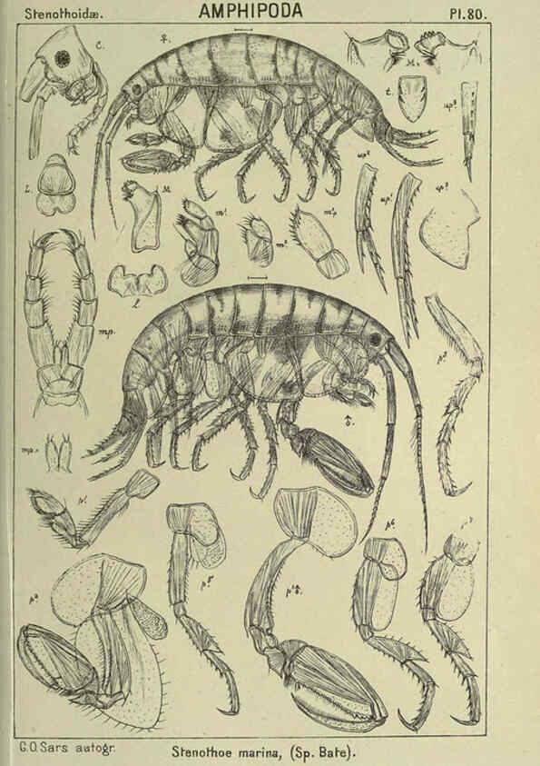 Reproducción/Reproduction 6194937251: An account of the Crustacea of Norway. v.1 Amphipoda (plates) Christiania,A. Cammermeyer,1895-1928
