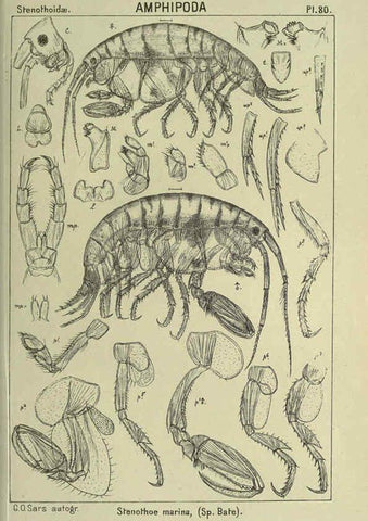 Reproducción/Reproduction 6194937251: An account of the Crustacea of Norway. v.1 Amphipoda (plates) Christiania,A. Cammermeyer,1895-1928