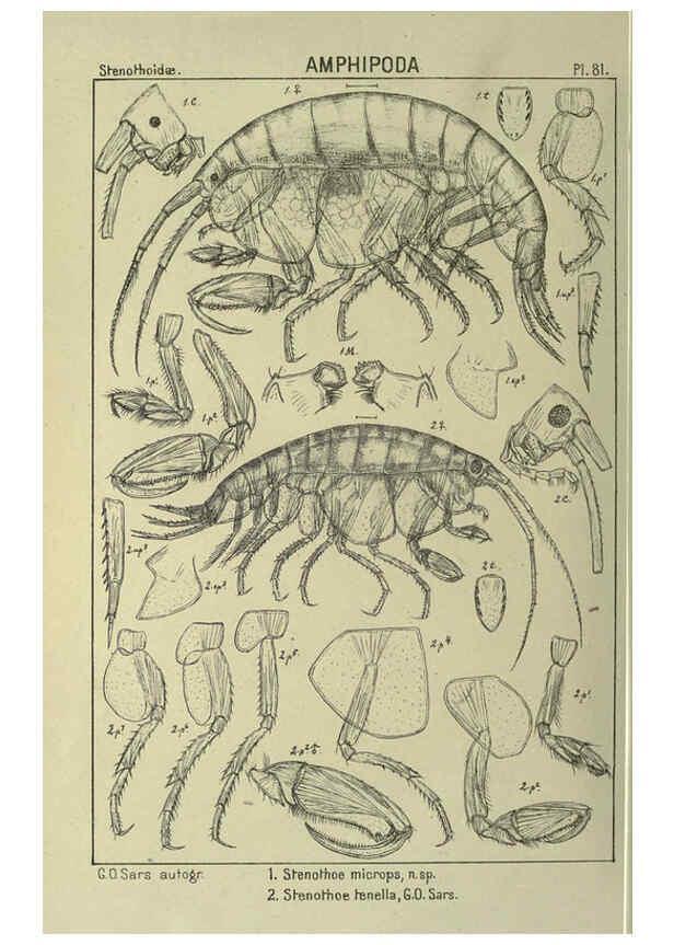 Reproducción/Reproduction 6194937425: An account of the Crustacea of Norway. v.1 Amphipoda (plates) Christiania,A. Cammermeyer,1895-1928