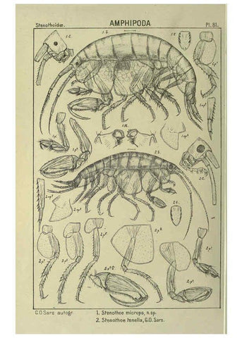 Reproducción/Reproduction 6194937425: An account of the Crustacea of Norway. v.1 Amphipoda (plates) Christiania,A. Cammermeyer,1895-1928