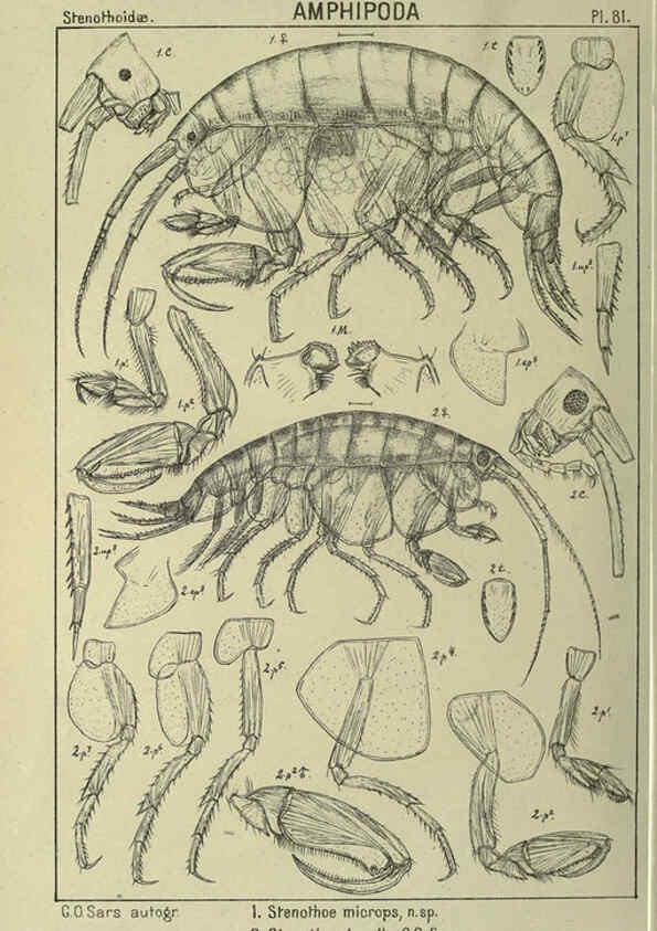 Reproducción/Reproduction 6194937425: An account of the Crustacea of Norway. v.1 Amphipoda (plates) Christiania,A. Cammermeyer,1895-1928