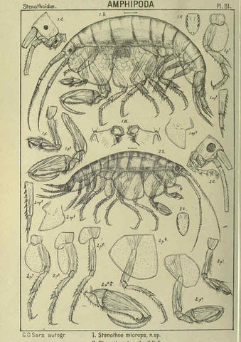 Reproducción/Reproduction 6194937425: An account of the Crustacea of Norway. v.1 Amphipoda (plates) Christiania,A. Cammermeyer,1895-1928
