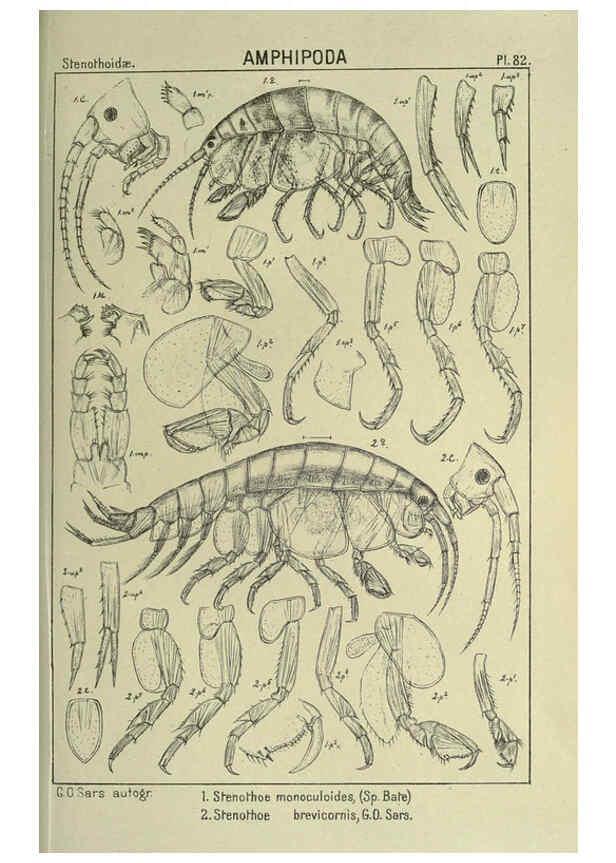 Reproducción/Reproduction 6194937617: An account of the Crustacea of Norway. v.1 Amphipoda (plates) Christiania,A. Cammermeyer,1895-1928