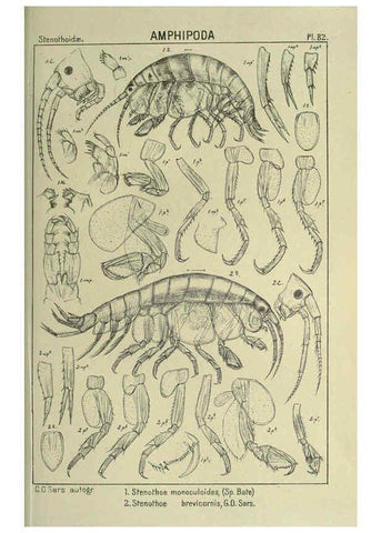Reproducción/Reproduction 6194937617: An account of the Crustacea of Norway. v.1 Amphipoda (plates) Christiania,A. Cammermeyer,1895-1928