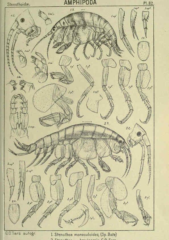 Reproducción/Reproduction 6194937617: An account of the Crustacea of Norway. v.1 Amphipoda (plates) Christiania,A. Cammermeyer,1895-1928