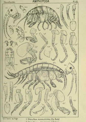 Reproducción/Reproduction 6194937617: An account of the Crustacea of Norway. v.1 Amphipoda (plates) Christiania,A. Cammermeyer,1895-1928