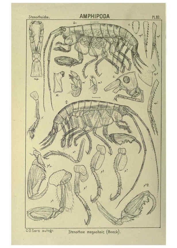 Reproducción/Reproduction 6195455076: An account of the Crustacea of Norway. v.1 Amphipoda (plates) Christiania,A. Cammermeyer,1895-1928