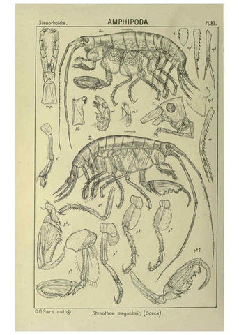 Reproducción/Reproduction 6195455076: An account of the Crustacea of Norway. v.1 Amphipoda (plates) Christiania,A. Cammermeyer,1895-1928
