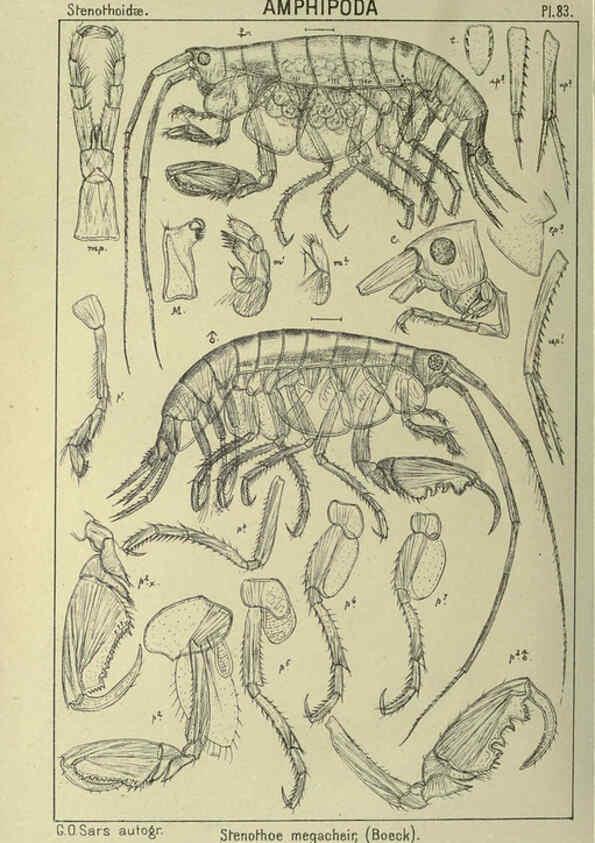 Reproducción/Reproduction 6195455076: An account of the Crustacea of Norway. v.1 Amphipoda (plates) Christiania,A. Cammermeyer,1895-1928