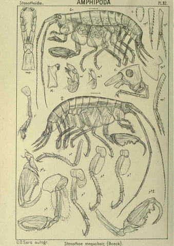 Reproducción/Reproduction 6195455076: An account of the Crustacea of Norway. v.1 Amphipoda (plates) Christiania,A. Cammermeyer,1895-1928