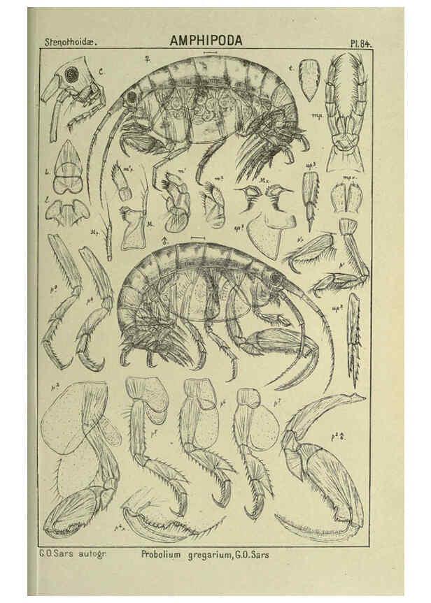 Reproducción/Reproduction 6194937941: An account of the Crustacea of Norway. v.1 Amphipoda (plates) Christiania,A. Cammermeyer,1895-1928