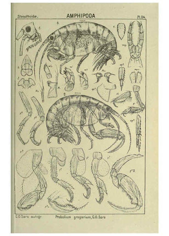 Reproducción/Reproduction 6194937941: An account of the Crustacea of Norway. v.1 Amphipoda (plates) Christiania,A. Cammermeyer,1895-1928