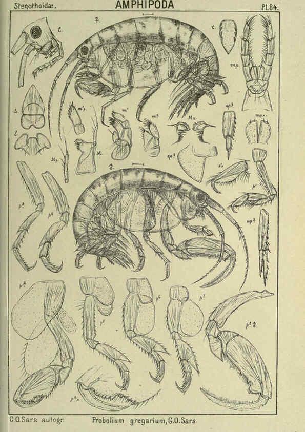 Reproducción/Reproduction 6194937941: An account of the Crustacea of Norway. v.1 Amphipoda (plates) Christiania,A. Cammermeyer,1895-1928