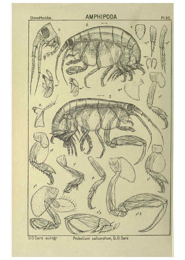 Reproducción/Reproduction 6195455436: An account of the Crustacea of Norway. v.1 Amphipoda (plates) Christiania,A. Cammermeyer,1895-1928