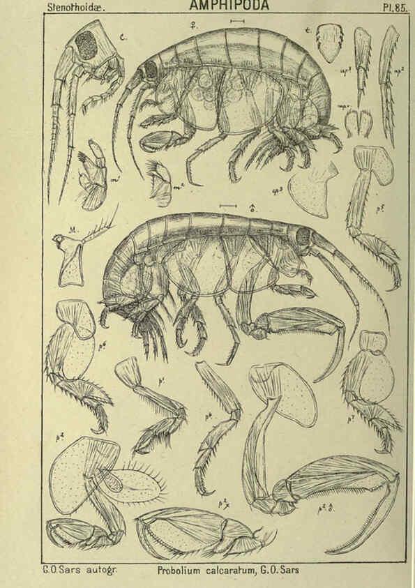 Reproducción/Reproduction 6195455436: An account of the Crustacea of Norway. v.1 Amphipoda (plates) Christiania,A. Cammermeyer,1895-1928