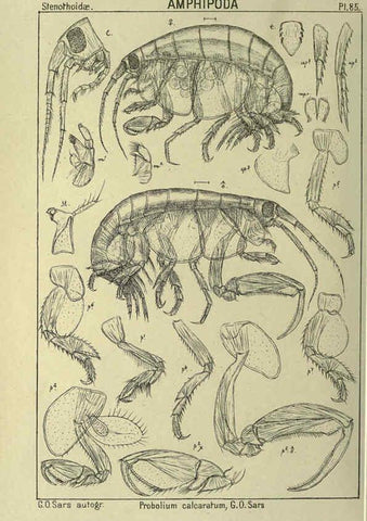 Reproducción/Reproduction 6195455436: An account of the Crustacea of Norway. v.1 Amphipoda (plates) Christiania,A. Cammermeyer,1895-1928