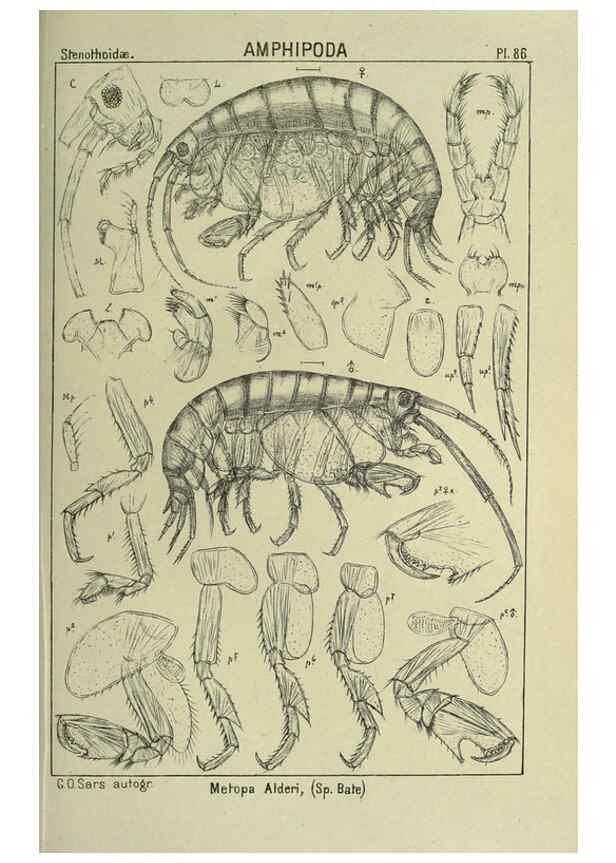 Reproducción/Reproduction 6195455618: An account of the Crustacea of Norway. v.1 Amphipoda (plates) Christiania,A. Cammermeyer,1895-1928