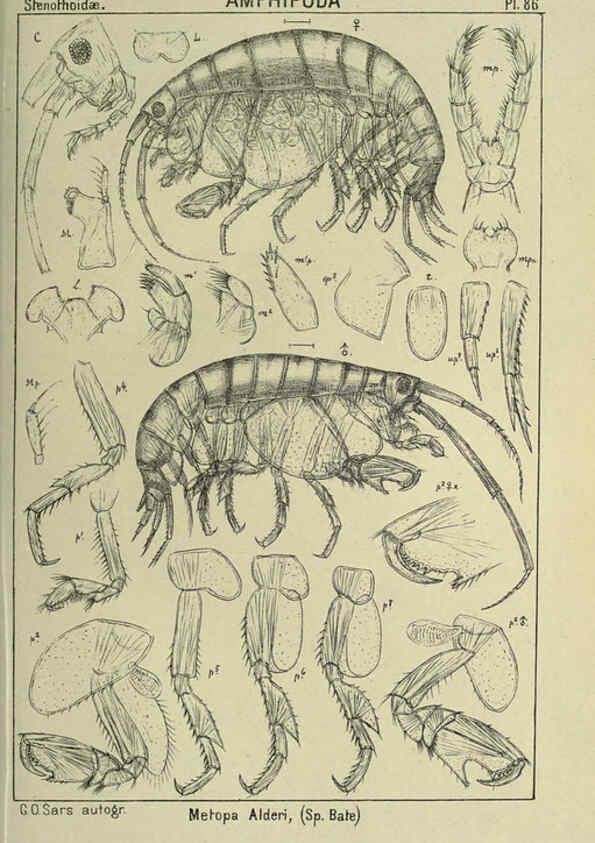 Reproducción/Reproduction 6195455618: An account of the Crustacea of Norway. v.1 Amphipoda (plates) Christiania,A. Cammermeyer,1895-1928