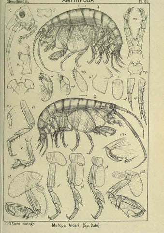 Reproducción/Reproduction 6195455618: An account of the Crustacea of Norway. v.1 Amphipoda (plates) Christiania,A. Cammermeyer,1895-1928