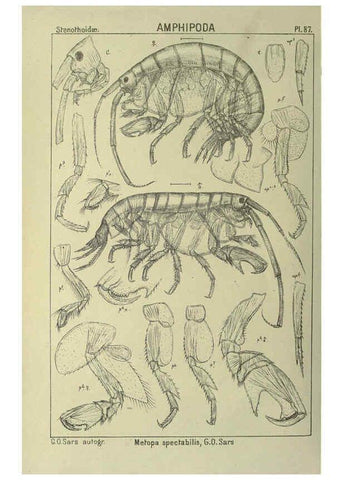 Reproducción/Reproduction 6195455834: An account of the Crustacea of Norway. v.1 Amphipoda (plates) Christiania,A. Cammermeyer,1895-1928