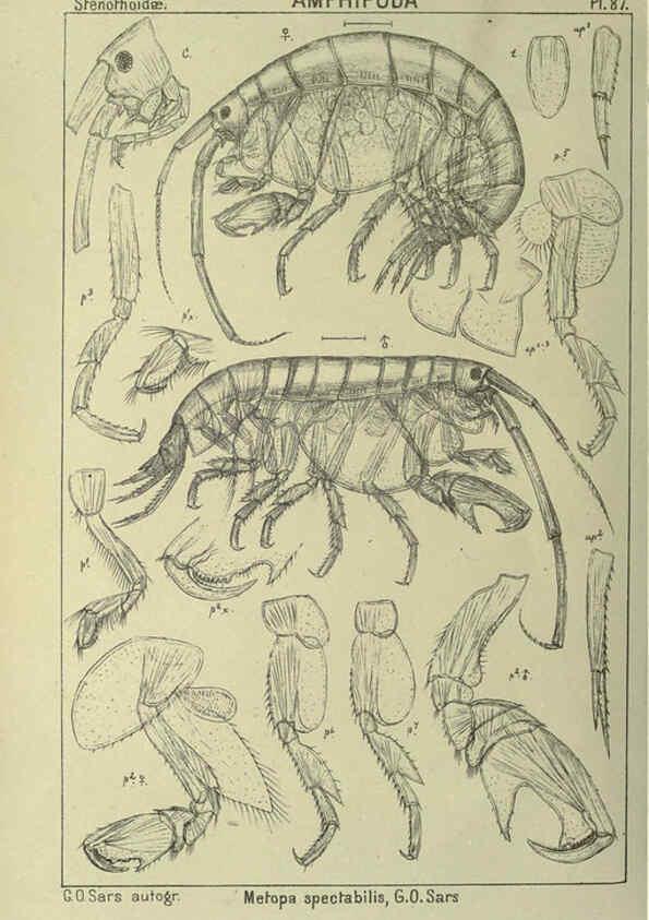 Reproducción/Reproduction 6195455834: An account of the Crustacea of Norway. v.1 Amphipoda (plates) Christiania,A. Cammermeyer,1895-1928