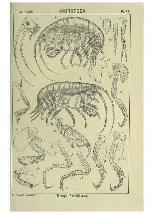 Reproducción/Reproduction 6194938659: An account of the Crustacea of Norway. v.1 Amphipoda (plates) Christiania,A. Cammermeyer,1895-1928