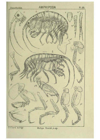 Reproducción/Reproduction 6194938659: An account of the Crustacea of Norway. v.1 Amphipoda (plates) Christiania,A. Cammermeyer,1895-1928