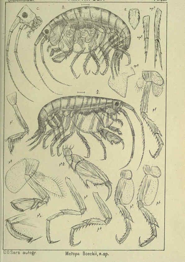 Reproducción/Reproduction 6194938659: An account of the Crustacea of Norway. v.1 Amphipoda (plates) Christiania,A. Cammermeyer,1895-1928