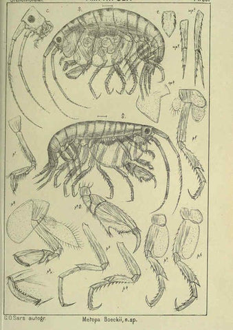 Reproducción/Reproduction 6194938659: An account of the Crustacea of Norway. v.1 Amphipoda (plates) Christiania,A. Cammermeyer,1895-1928
