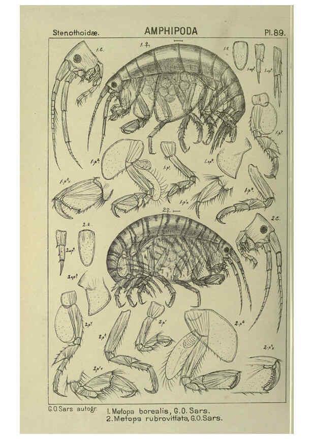 Reproducción/Reproduction 6194938889: An account of the Crustacea of Norway. v.1 Amphipoda (plates) Christiania,A. Cammermeyer,1895-1928