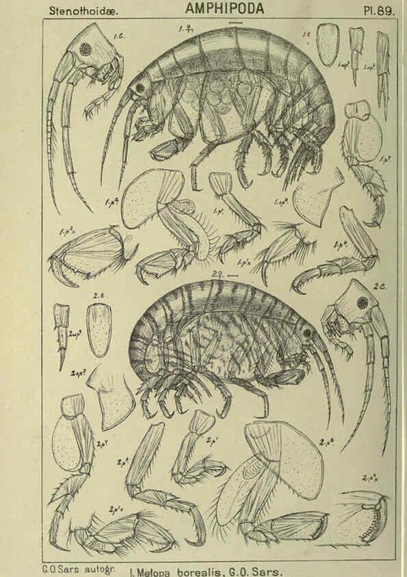 Reproducción/Reproduction 6194938889: An account of the Crustacea of Norway. v.1 Amphipoda (plates) Christiania,A. Cammermeyer,1895-1928