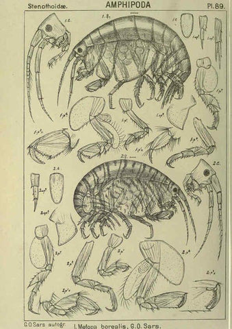 Reproducción/Reproduction 6194938889: An account of the Crustacea of Norway. v.1 Amphipoda (plates) Christiania,A. Cammermeyer,1895-1928