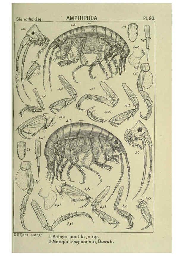 Reproducción/Reproduction 6194939055: An account of the Crustacea of Norway. v.1 Amphipoda (plates) Christiania,A. Cammermeyer,1895-1928