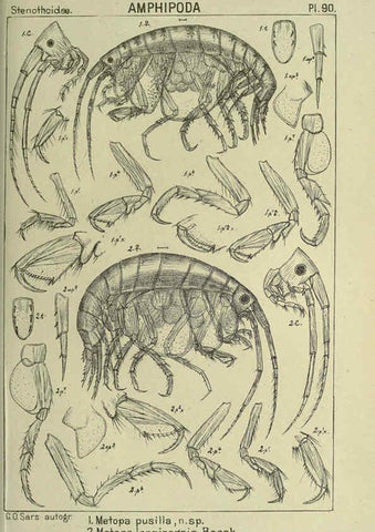 Reproducción/Reproduction 6194939055: An account of the Crustacea of Norway. v.1 Amphipoda (plates) Christiania,A. Cammermeyer,1895-1928