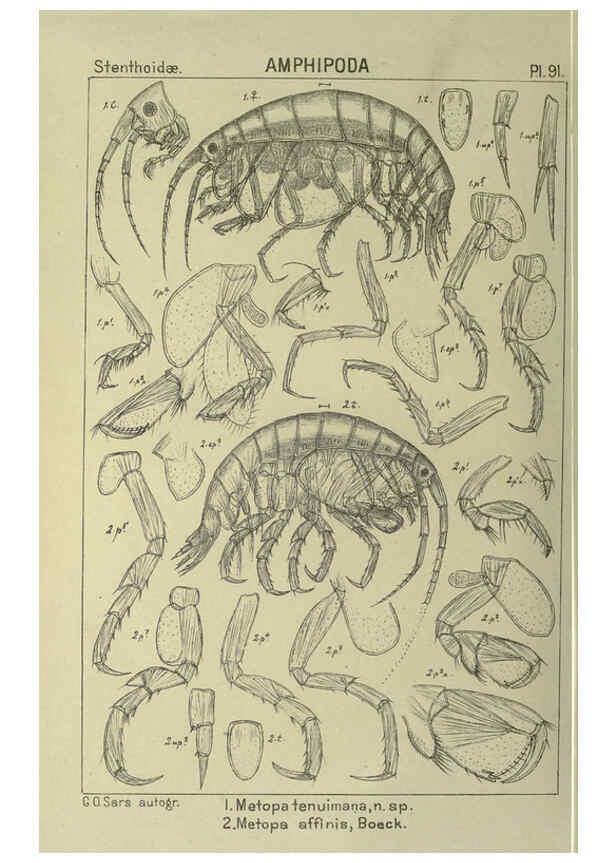 Reproducción/Reproduction 6195456742: An account of the Crustacea of Norway. v.1 Amphipoda (plates) Christiania,A. Cammermeyer,1895-1928