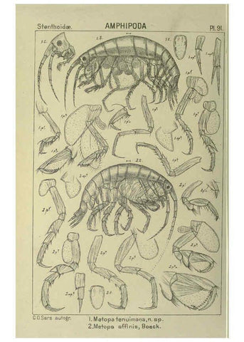 Reproducción/Reproduction 6195456742: An account of the Crustacea of Norway. v.1 Amphipoda (plates) Christiania,A. Cammermeyer,1895-1928